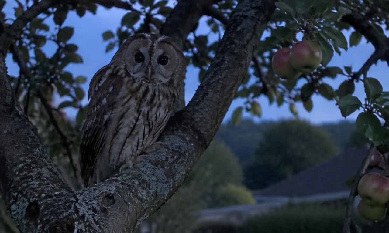 Une chouette hulotte posée dans le vieux pommier du jardin, à l'heure où la lumière tombe.